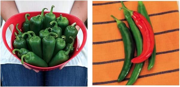 Park Seed Bundle Garden Salsa Hybrid Chili Pepper and Whopper Jalapeno Pepper Seeds, 50 Seeds Total - Image 2